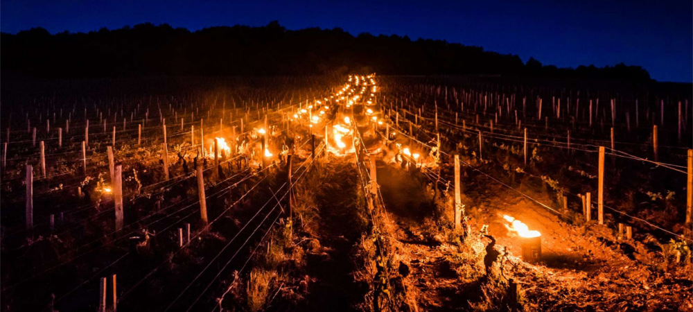 Mieux que le Beaujolais Nouveau