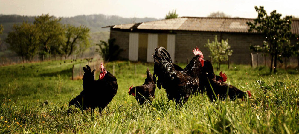 Une vraie poule de luxe