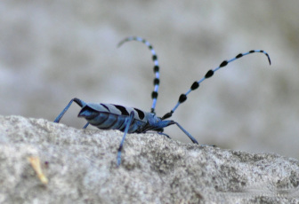 Le Pokémon Go des naturalistes