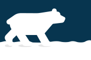 Une rencontre avec un ours